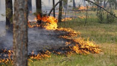 На Дніпропетровщині діти підпалюють ліси (Фото)