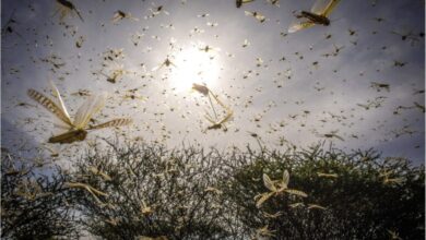 На Дніпропетровщині фіксують великі зграї сарани: ситуація погіршується (Відео)