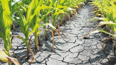 У Дніпропетровській та ще 5 областях України посуха може повністю знищити врожай