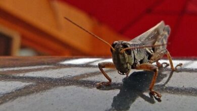 Після Кривого Рогу і Нікополя скажена єгипетська сарана долетіла до Дніпра (Відео)