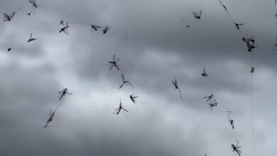 Після сарани на Дніпропетровщину прилетіли непомітні комахи, які передають віруси