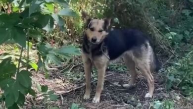 У Дніпрі собаку посадили на ланцюг і залишили помирати (Фото)