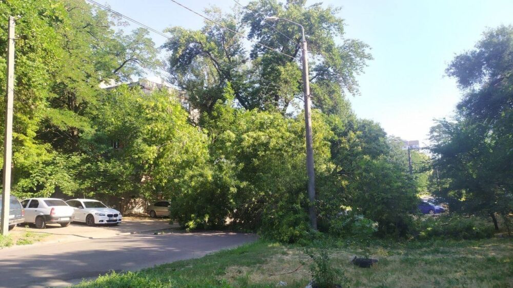 У Дніпрі посеред дороги впало величезне дерево і перекрило рух (Фото)