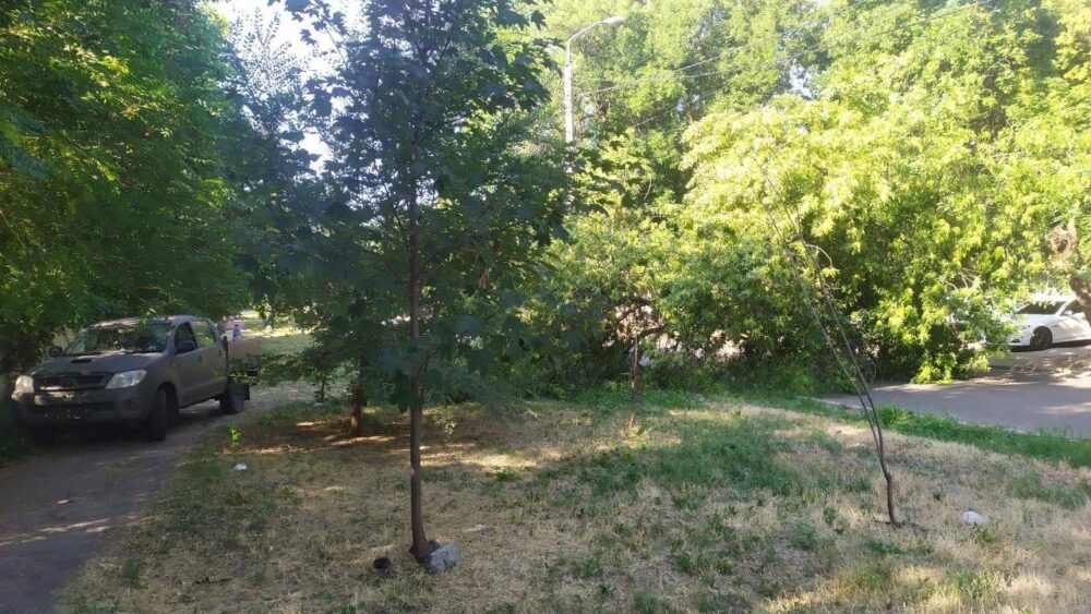 У Дніпрі посеред дороги впало величезне дерево і перекрило рух (Фото)