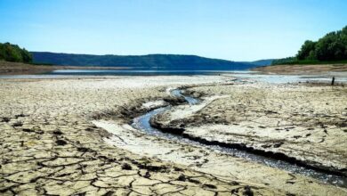 На Дніпропетровщині стрімко висихають водойми: в чому причина (Відео)