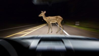 У Дніпрі врятували косулю, яка зламала ногу в ДТП (Відео)