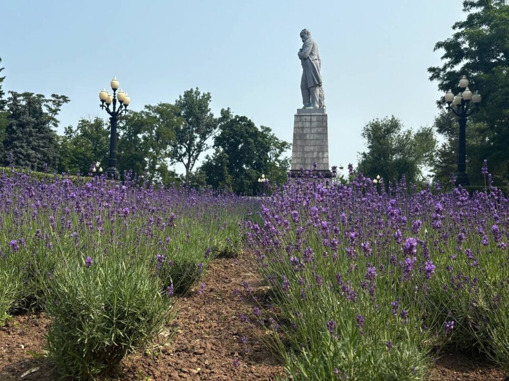 Лавандові поля Дніпропетровщини: де можна організувати фотосесію