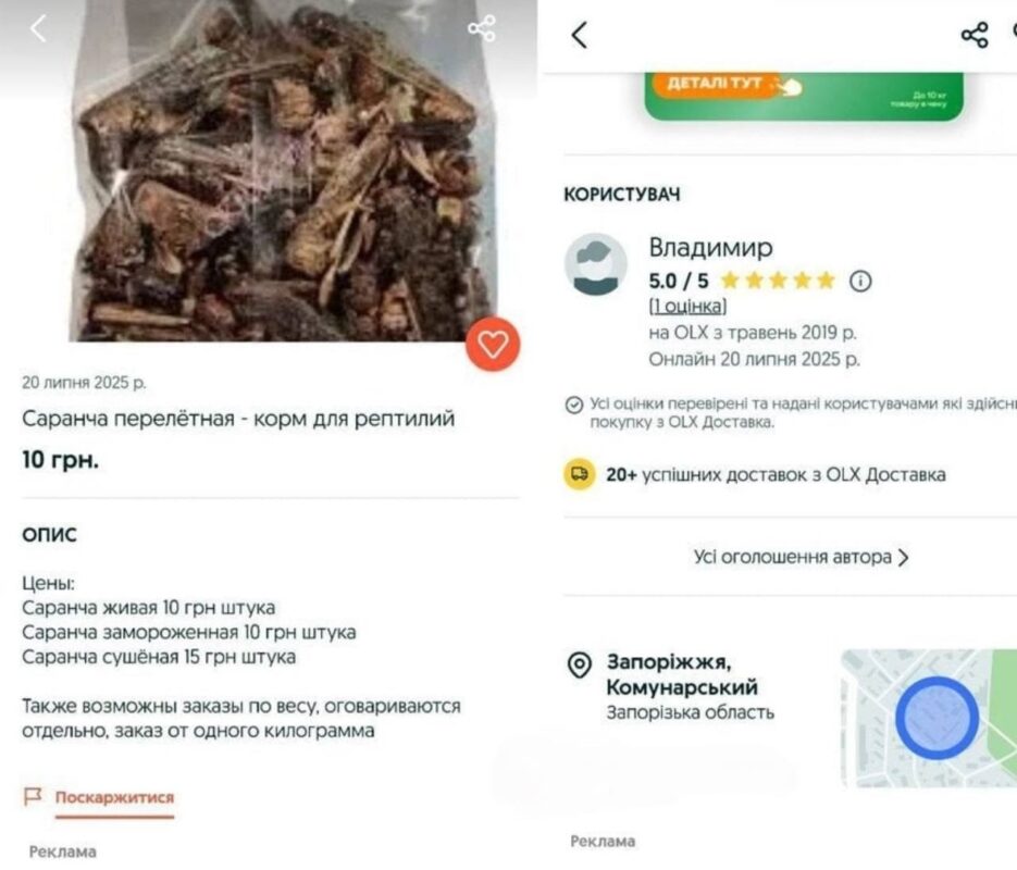В Україні заробляють на нашесті єгипетської сарани (Фото)