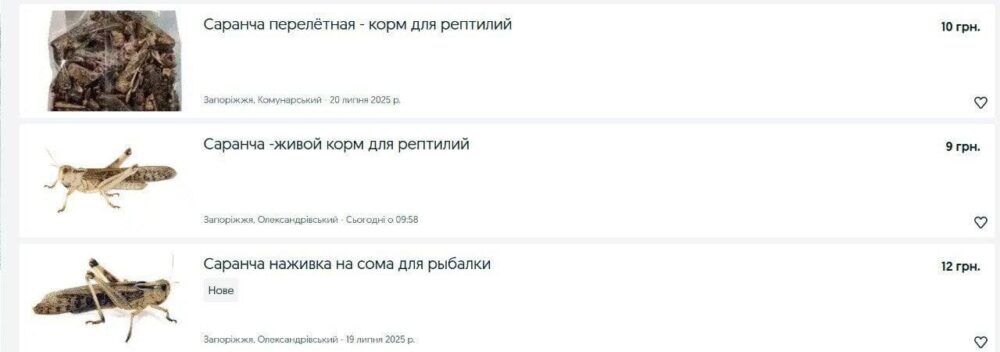 В Україні заробляють на нашесті єгипетської сарани (Фото)