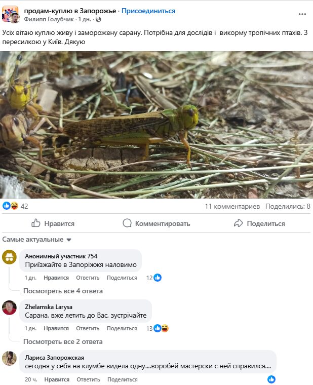 В Україні заробляють на нашесті єгипетської сарани (Фото)