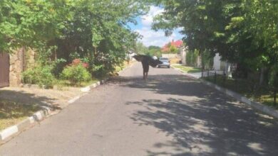 Українці крадуть російські "шахеди" з місць атак (Фото)