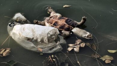 У Дніпрі в одній із річок фіксують масову загибель черепах (Фото)