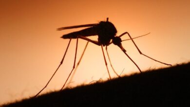 Дніпропетровщині загрожують тигрові комарі, які переносять смертельну гарячку