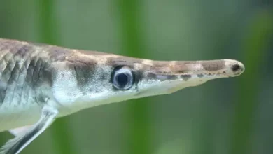 У Дніпрі рибалка виловив довгоносу рибу-хижачку з Америки (Відео)