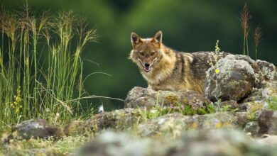Через руйнування Каховської ГЕС в Україну повернувся історичний хижак з Дніпропетровщини