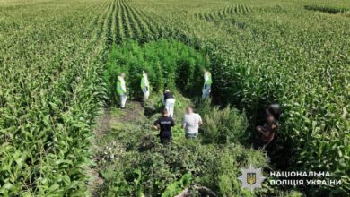 У Дніпропетровській та ще 19 областях України провели масштабну операцію зі знищення наркотичної коноплі та маку (Відео)