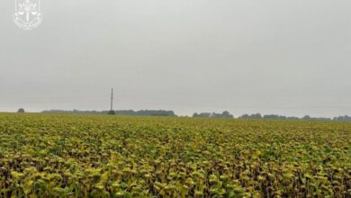В Україні підприємці вирощували культури на полях, отруєних радіацією, і продавали їх хлібзаводам