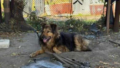 В Києві прихистили собаку, господар якого загинув внаслідок російської атаки по місту (Відео)