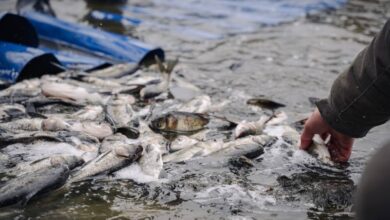 На Дніпропетровщині проведуть аукціон для зариблення водосховища