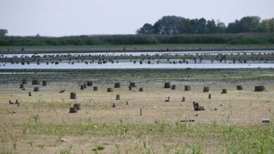 На території знищеного Каховського водосховища відновилися колись затоплені ліс та річка