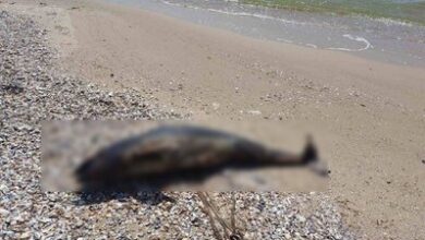 У тимчасово окупованому Маріуполі на пляжі масово знаходять мертвих дельфінів (Відео)