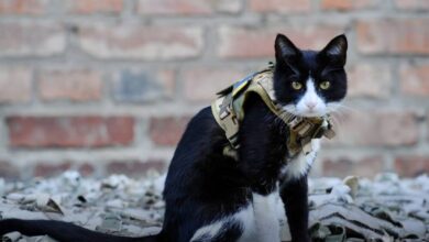 У бригаді ЗСУ служить кіт Сержант, обов'язок якого - ловити мишей (Відео)