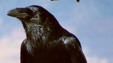 У Дніпрі шукають ручну ворону, яка втекла від господарів (Фото)