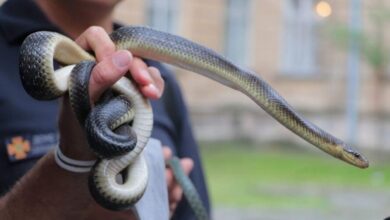 На Дніпропетровщині в будинок заповзла змія, яку змогли "вигнати" тільки рятувальники