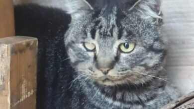 У Черкасах шукають дім коту, який самостійно евакуювався з-під обстрілів на Донеччині
