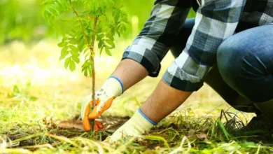 Які дерева в Україні заборонено саджати і чому