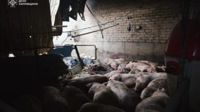 На Харківщині показали, як ліквідовують пожежу на сільгосппідприємстві, де загинули 13 тисяч свиней (Відео)