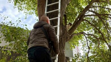 У Дніпрі провели операцію з порятунку кота на дереві (Фото)