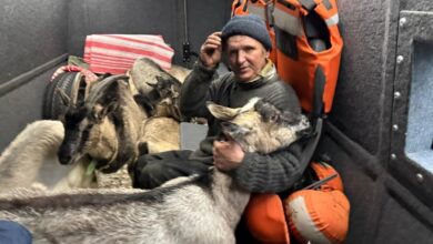 На Сумщині з-під обстрілів евакуювали 63-річного чоловіка та його 11 кіз (Відео)