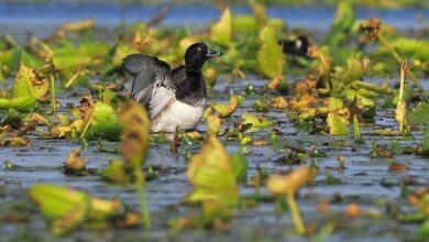 У Дніпрі качка припливла до житломасиву Червоний камінь (Фото)