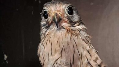 У Дніпрі ампутували крило птаху, який намагався збити російський дрон (Фото)