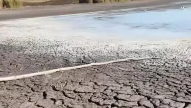 На Дніпропетровщині повністю висох черговий ставок (Фото)
