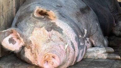 У Дніпрі в притулку виходили свина, який був на межі життя і смерті (Фото)