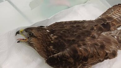 У Дніпрі рятують птаха, який впав у решітку радіатора військового автомобіля і травмувався (Фото)