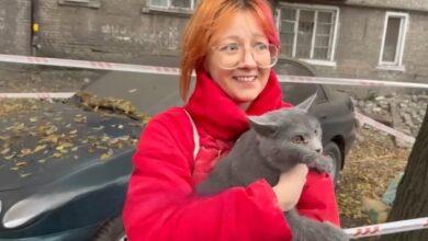 У Кам'янському з-під завалів пошкодженої багатоповерхівки врятували кішку (Відео)