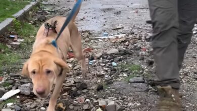 На Донеччині показали кадри порятунку собаки, який застряг у зруйнованій п'ятиповерхівці без води та їжі (Відео)