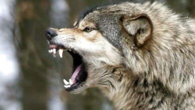 У Києві неврівноважена жінка утримувала в квартирі вовка: тварину врятували волонтери (Відео)