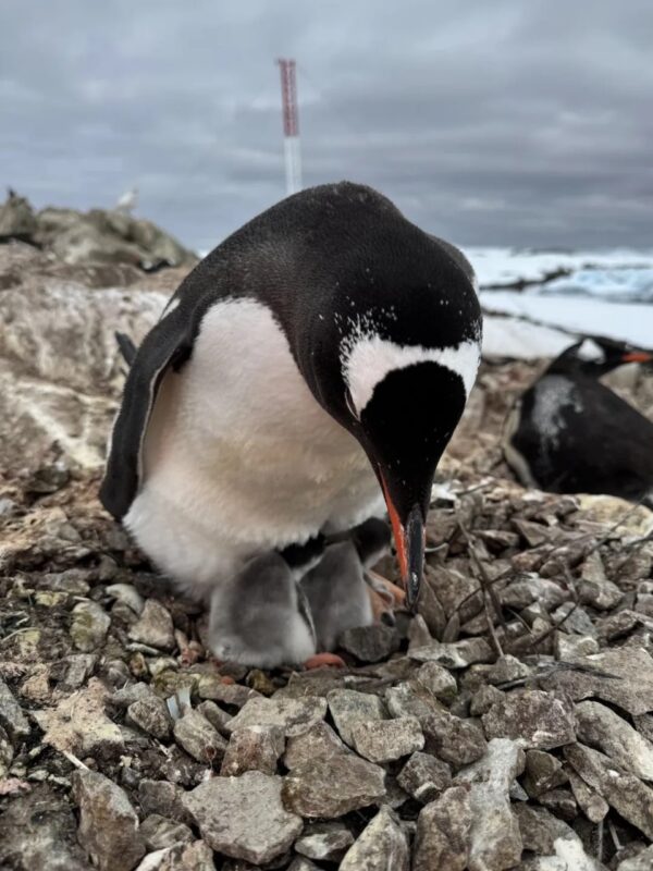 На станції "Академік Вернадський" народилося перше дитинча пінгвіна (Фото)