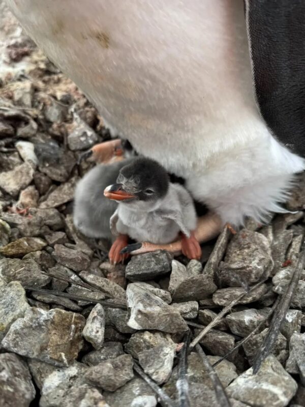 На станції "Академік Вернадський" народилося перше дитинча пінгвіна (Фото)
