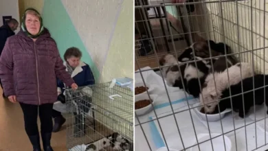 На Дніпропетровщину з Донеччини евакуювалася жінка з 12 кошенятами та цуценятами: тваринам шукають прихисток (Фото)