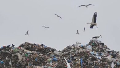 На Київщині від загибелі врятували зі сміттєзвалища 9 лелек, облитих невідомою рідиною (Відео)