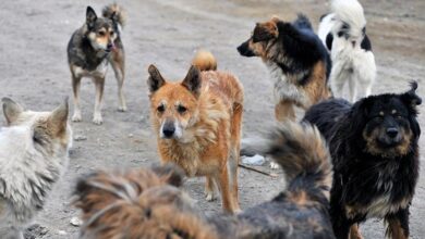 У Кривому Розі зграя собак накинулася на дівчину та її песика: в потерпілої глибокий укус (Фото)