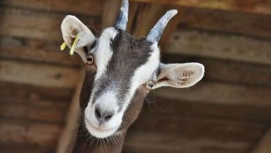 У Дніпрі подружжя вигулювало посеред вулиці стадо кіз (Відео)