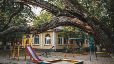 У Дніпрі витратять 4 млн грн на аварійні дерева, які влада "забувала" обрізати в дитячих садочках