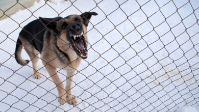 У Дніпрі зграя великих вуличних собак тероризує цілий житломасив (Відео)