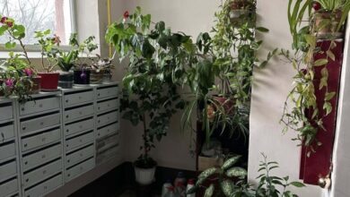 У Дніпрі в під'їзді облаштували оранжерею, гідну ботанічного саду (Фото)